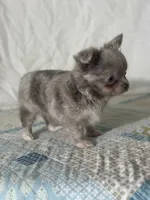 AKC Carson, a male Chihuahua for sale in Mayslick, KY – 5 of 10