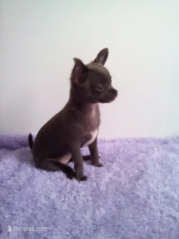 CKC Calypso – Chihuahua puppy for sale in Mayslick, KY