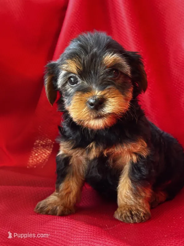 Yolanda – Yorkshire Terrier puppy for sale in Mayslick, KY