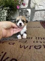 AKC Penelope, a female Pembroke Welsh Corgi for sale in Mayslick, KY – 2 of 7