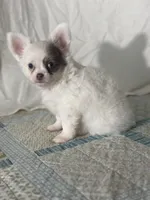 AKC Carter, a male Chihuahua for sale in Mayslick, KY – 4 of 10