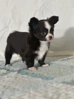 AKC Chenille, a female Chihuahua for sale in Mayslick, KY – 2 of 10