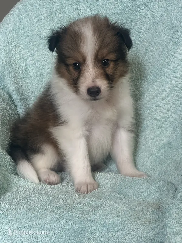 Shep – Shetland Sheepdog puppy for sale in Mayslick, KY