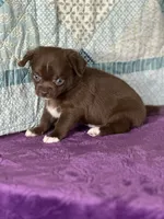 Chuck, a male Chihuahua for sale in Mayslick, KY – 8 of 9