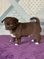 Chuck, a male Chihuahua for sale in Mayslick, KY – 2 of 9