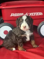 Bria, a female Miniature Bernedoodle for sale in Mayslick, KY – 9 of 10