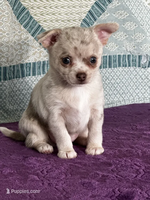 AKC Callie – Chihuahua puppy for sale in Mayslick, KY