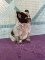 AKC Corbin, a male Chihuahua for sale in Mayslick, KY – 5 of 10