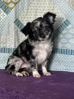 AKC Calvin, a male Chihuahua for sale in Mayslick, KY – 7 of 10