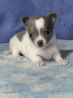 CKC Crystal, a female Chihuahua for sale in Mayslick, KY – 7 of 8
