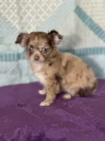 AKC Cassandra, a female Chihuahua for sale in Mayslick, KY – 9 of 10