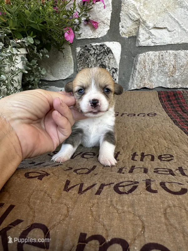 AKC Penelope – Pembroke Welsh Corgi puppy for sale in Mayslick, KY