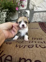 AKC Penelope, a female Pembroke Welsh Corgi for sale in Mayslick, KY – 1 of 7