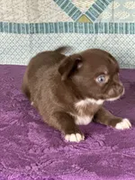 Chuck, a male Chihuahua for sale in Mayslick, KY – 9 of 9