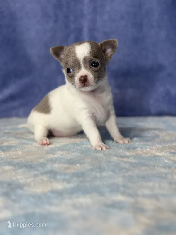 CKC Crystal – Chihuahua puppy for sale in Mayslick, KY
