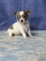 CKC Crystal, a female Chihuahua for sale in Mayslick, KY – 4 of 8