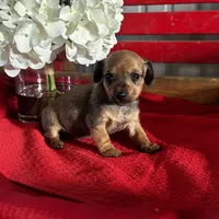 Dalia, a female Miniature Dachshund for sale in Mayslick, KY – Photo 5 of 8