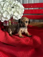 Dalia, a female Miniature Dachshund for sale in Mayslick, KY – Photo 1 of 7