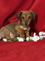 Dalia, a female Miniature Dachshund for sale in Mayslick, KY – Photo 2 of 8