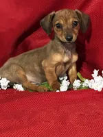 Dalia, a female Miniature Dachshund for sale in Mayslick, KY – Photo 3 of 8