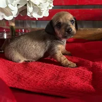 Dalia, a female Miniature Dachshund for sale in Mayslick, KY – Photo 7 of 8