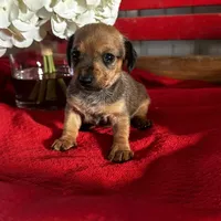 Dalia, a female Miniature Dachshund for sale in Mayslick, KY – Photo 4 of 8