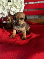 Dalia, a female Miniature Dachshund for sale in Mayslick, KY – Photo 4 of 7