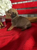 Dalia, a female Miniature Dachshund for sale in Mayslick, KY – Photo 3 of 7