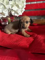 Dalia, a female Miniature Dachshund for sale in Mayslick, KY – Photo 7 of 7