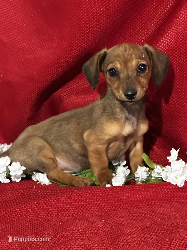 Dalia – Miniature Dachshund puppy for sale in Mayslick, KY