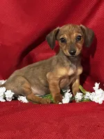Dalia, a female Miniature Dachshund for sale in Mayslick, KY – Photo 1 of 8