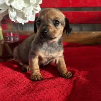 Dalia, a female Miniature Dachshund for sale in Mayslick, KY – Photo 8 of 8