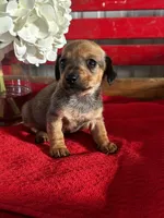 Dalia, a female Miniature Dachshund for sale in Mayslick, KY – Photo 6 of 7