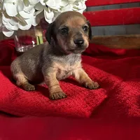 Dalia, a female Miniature Dachshund for sale in Mayslick, KY – Photo 6 of 8