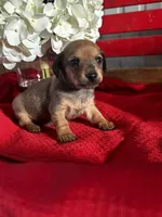 Dalia, a female Miniature Dachshund for sale in Mayslick, KY – Photo 2 of 7