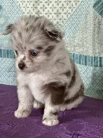 AKC Carla, a female Chihuahua for sale in Mayslick, KY – 9 of 9