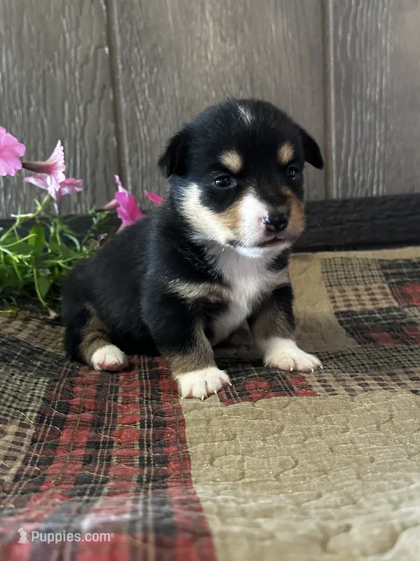 Paige – Pembroke Welsh Corgi puppy for sale in Mayslick, KY