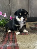 Paige, a female Pembroke Welsh Corgi for sale in Mayslick, KY – 6 of 8
