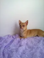 Caramel, a female Chihuahua for sale in Mayslick, KY – 1 of 10