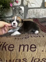 AKC Preston, a male Pembroke Welsh Corgi for sale in Mayslick, KY – 5 of 5
