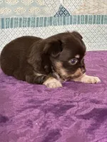 CKC Cleo, a male Chihuahua for sale in Mayslick, KY – 4 of 10
