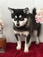 processed/f9caf3b6-4613-486a-9f69-bb9a0ba3d17f/listing/d636176c-d97e-4ca7-857a-1fc467e6723d/6ea9f8d3-0008-4737-98c0-7b5e73db8427