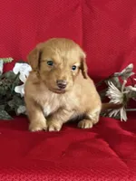 Delilah, a female Miniature Dachshund for sale in Mayslick, KY – 5 of 9