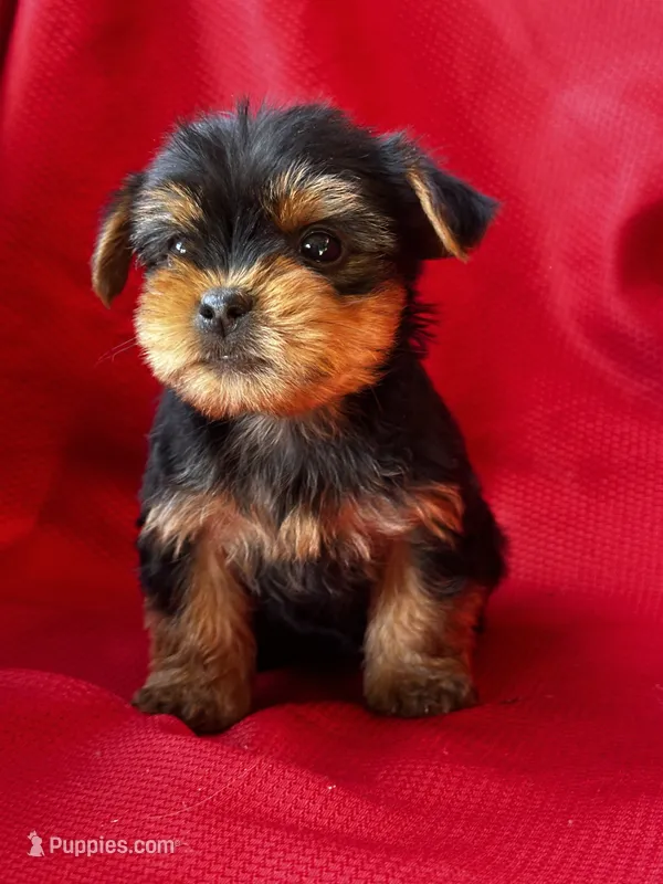 Yancy – Yorkshire Terrier puppy for sale in Mayslick, KY