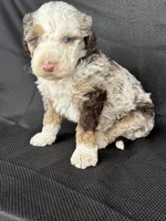 Boomer, a male Miniature Bernedoodle for sale in Mayslick, KY – 10 of 10