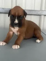 Bria, a female Boxer for sale in Mayslick, KY – 1 of 6