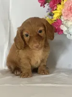 Dana (long-haired) , a female Miniature Dachshund for sale in Mayslick, KY – 7 of 9