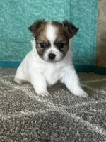 Charlotte, a female Chihuahua for sale in Mayslick, KY – Photo 3 of 9