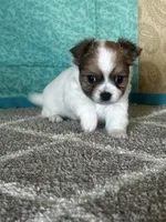 Charlotte, a female Chihuahua for sale in Mayslick, KY – Photo 9 of 9