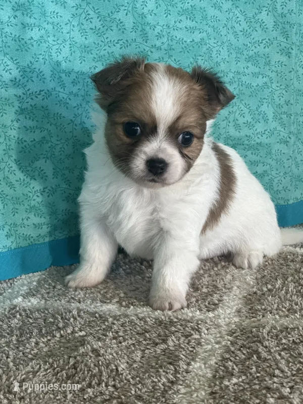 Charlotte – Chihuahua puppy for sale in Mayslick, KY